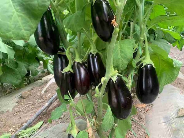 تصویر 5 از خرید و قیمت بادمجان لامپی صادراتی + فروش عمده
